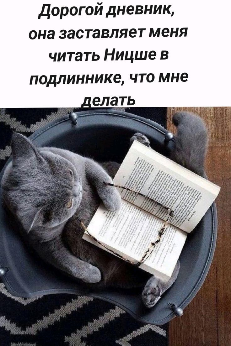 Дорогой дневник, она заставляет меня читать Ницше в подливнике, что мне делать