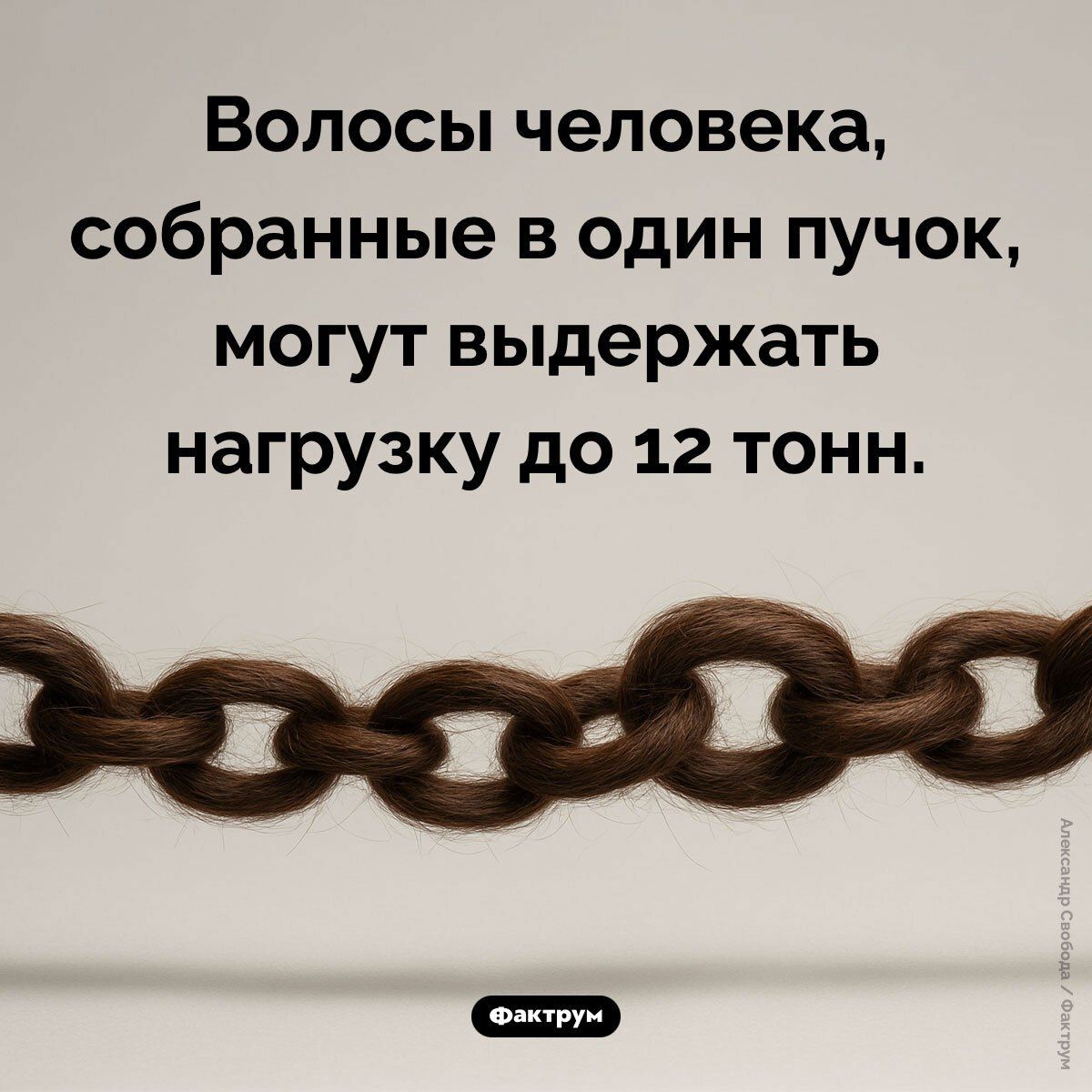 Волосы человека, собранные в один пучок, могут выдержать нагрузку до 12 тонн.