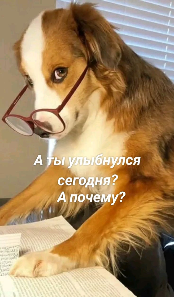 А ты улыбнулся сегодня? А почему?