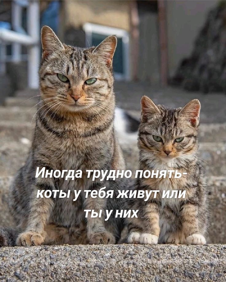 Иногда трудно понять- коты у тебя живут или ты у них