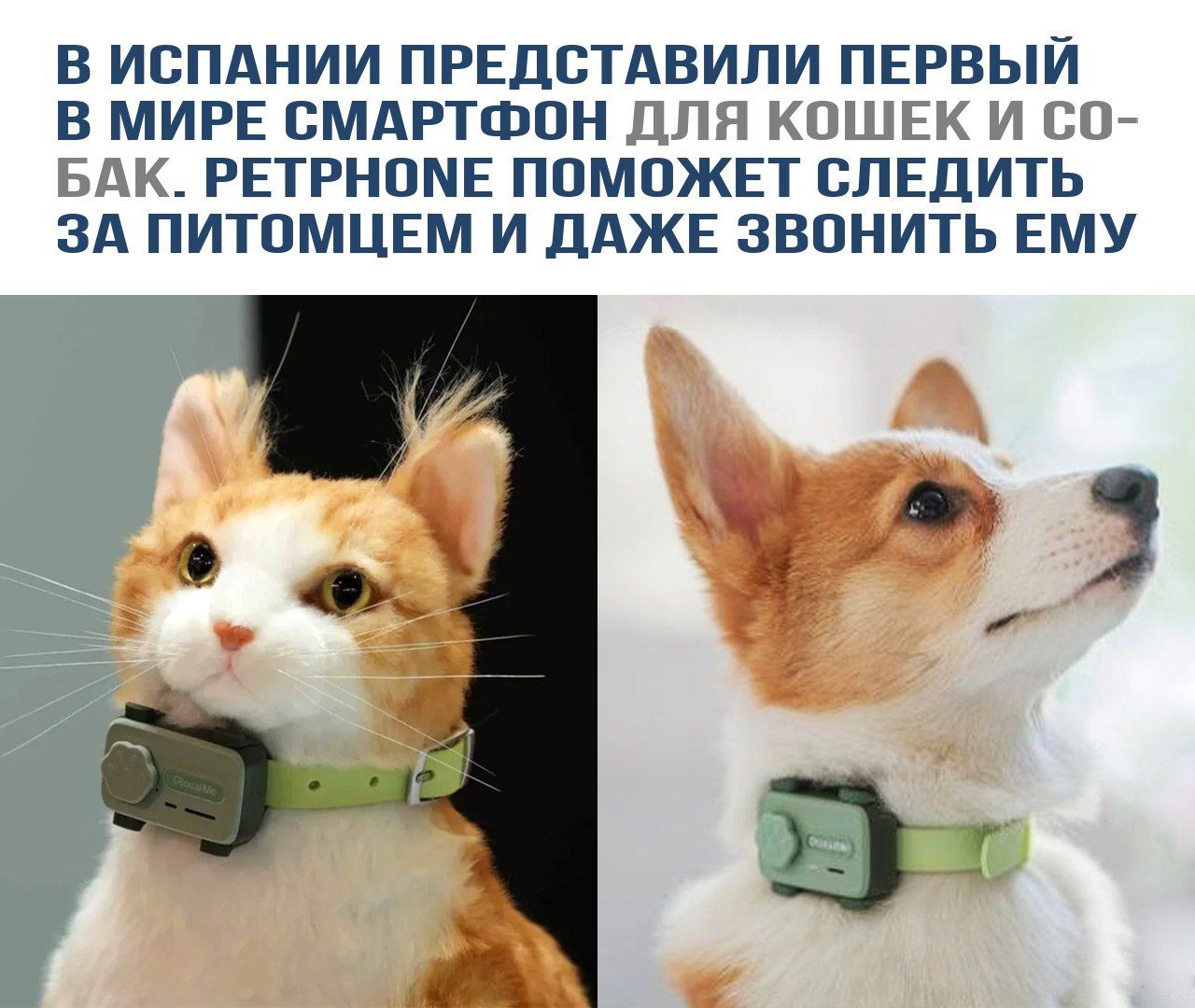 В Испании представили первый в мире смартфон для кошек и собак. Ретроне поможет следить за питомцем и даже звонить ему.