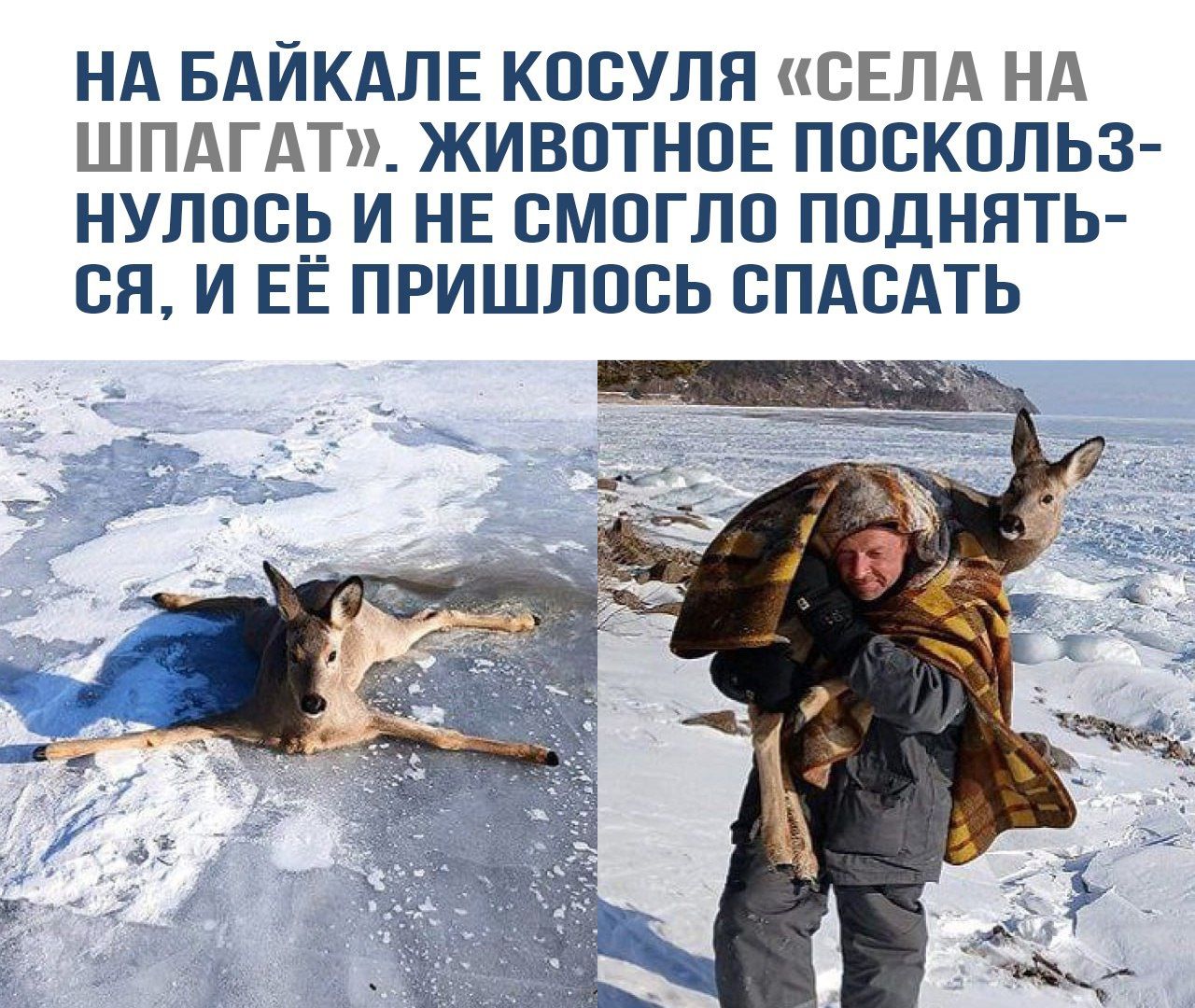 НА БАИКАЛЕ КОСУЛЯ «СЕЛА НА ШПАГАТ». ЖИВОТНОЕ ПОСКОЛЬЗНУЛОСЬ И НЕ СМОГЛО ПОДНЯТЬСЯ, И ЕЁ ПРИШЛОСЬ СПАСАТЬ