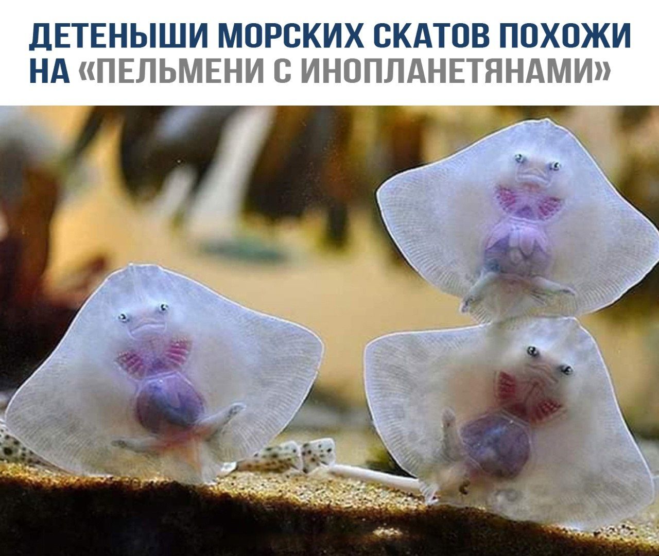 Детеныши морских скатов похожи на «пельмени с инопланетянами»
