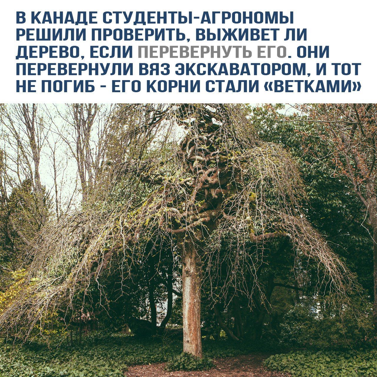 В КАНАДЕ СТУДЕНТЫ-АГРОНОМЫ РЕШИЛИ ПРОВЕРИТЬ, ВЫЖИВЕТ ЛИ ДЕРЕВО, ЕСЛИ ПЕРЕВЕРНУТЬ ЕГО. ОНИ ПЕРЕВЕРНУЛИ ВЯЗ ЭКСКАВАТОРОМ, И ТОН НЕ ПОГИБ - ЕГО КОРНИ СТАЛИ «ВЕТКАМИ»