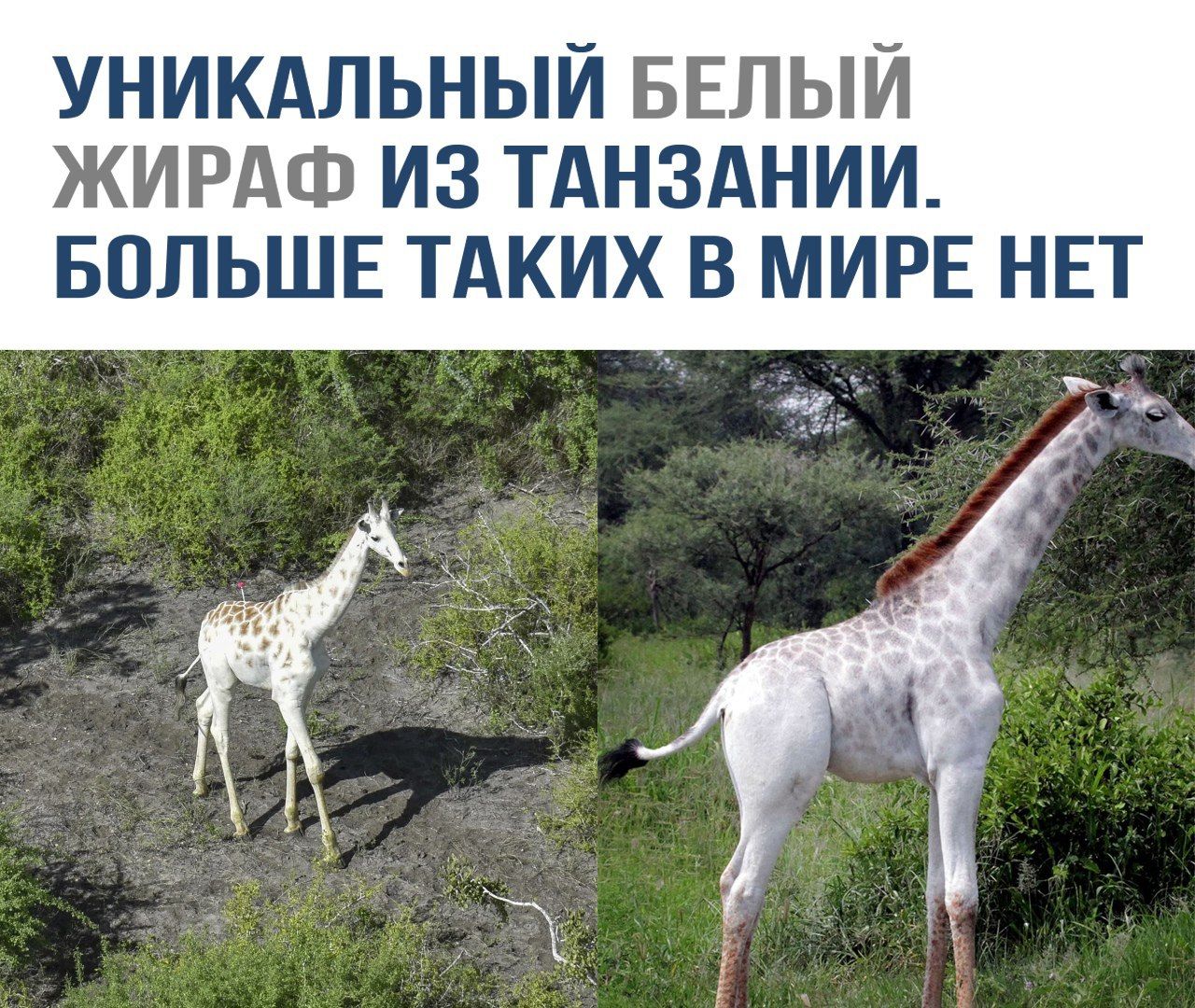 УНИКАЛЬНЫЙ БЕЛЫЙ ЖИРАФ ИЗ ТАНЗАНИИ. БОЛЬШЕ ТАКИХ В МИРЕ НЕТ