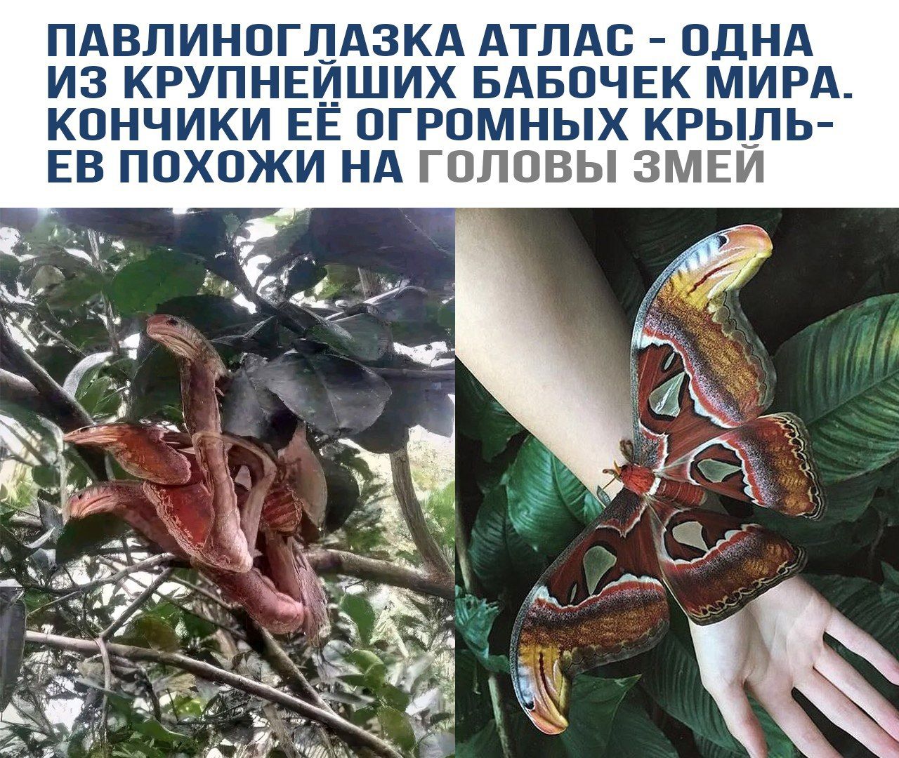 Павлиноглазка Атлас - одна из крупнейших бабочек мира. Кончики её огромных крыльев похожи на головы змей.