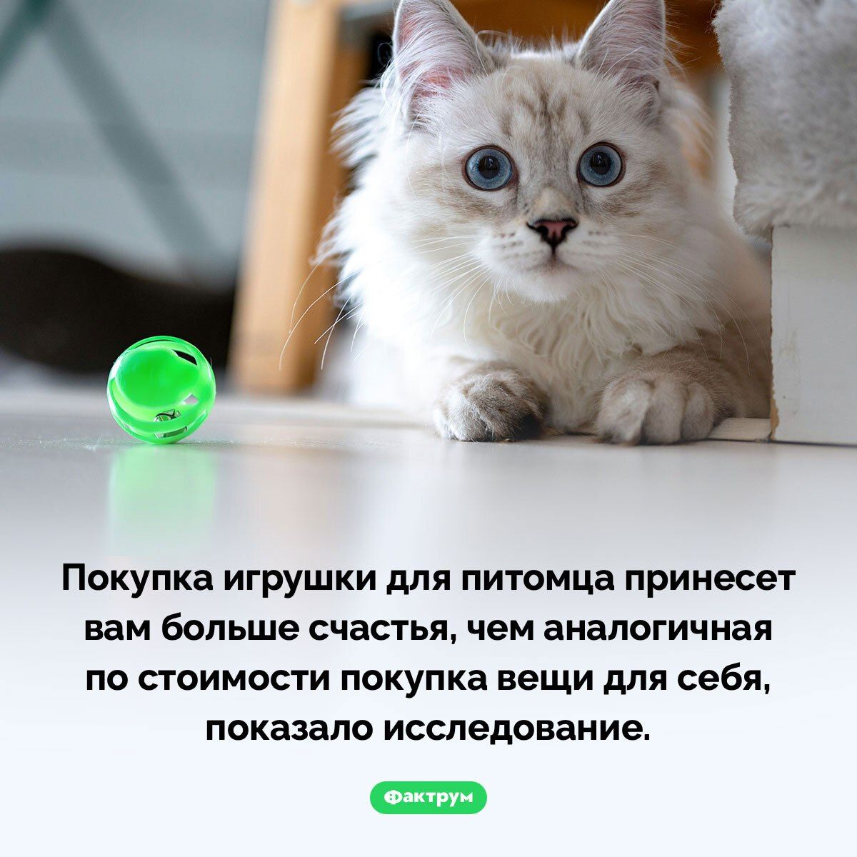 Покупка игрушки для питомца принесет вам больше счастья, чем аналогичная по стоимости покупка вещи для себя, показало исследование.