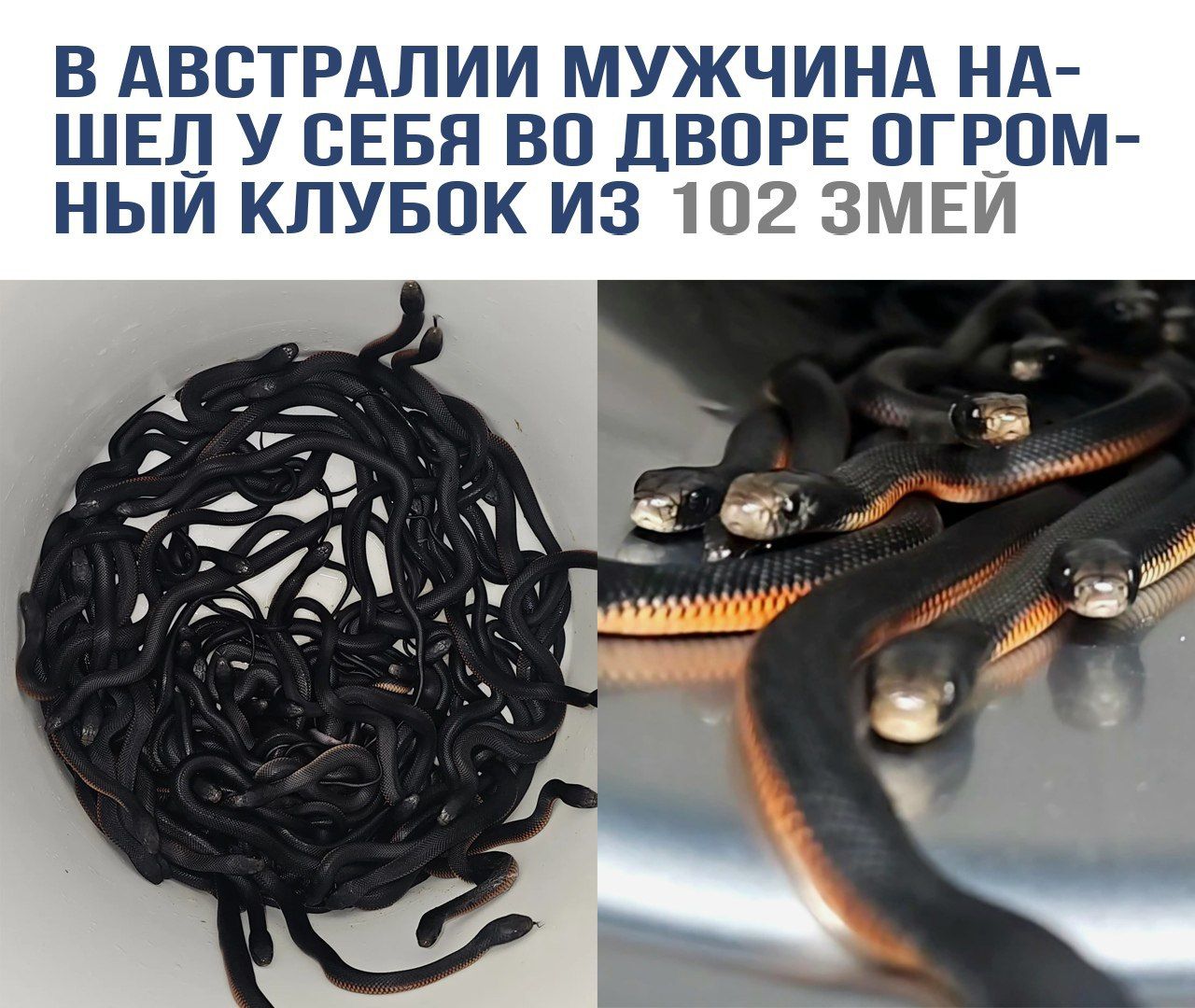 В АВСТРАЛИИ МУЖЧИНА НАШЕЛ У СЕБЯ В ДВОРЕ ОГРОМНЫЙ КЛУБОК ИЗ 102 ЗМЕЙ