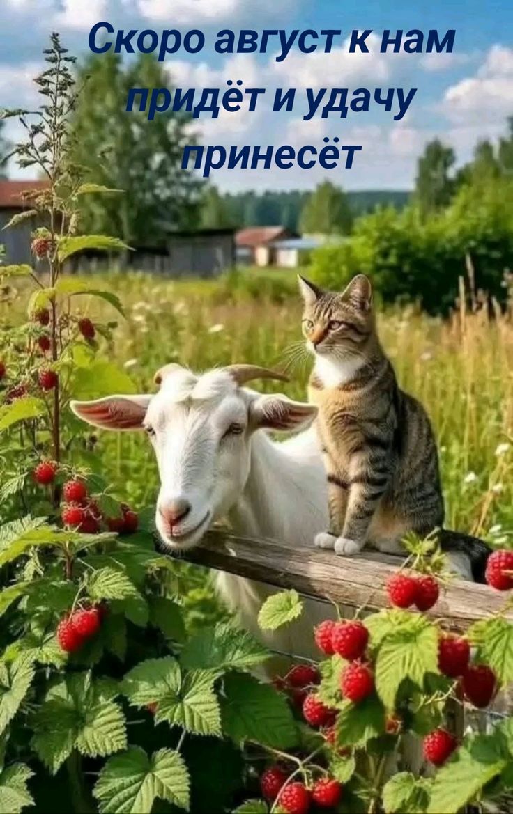Скоро август к нам придёт и удачу принесёт