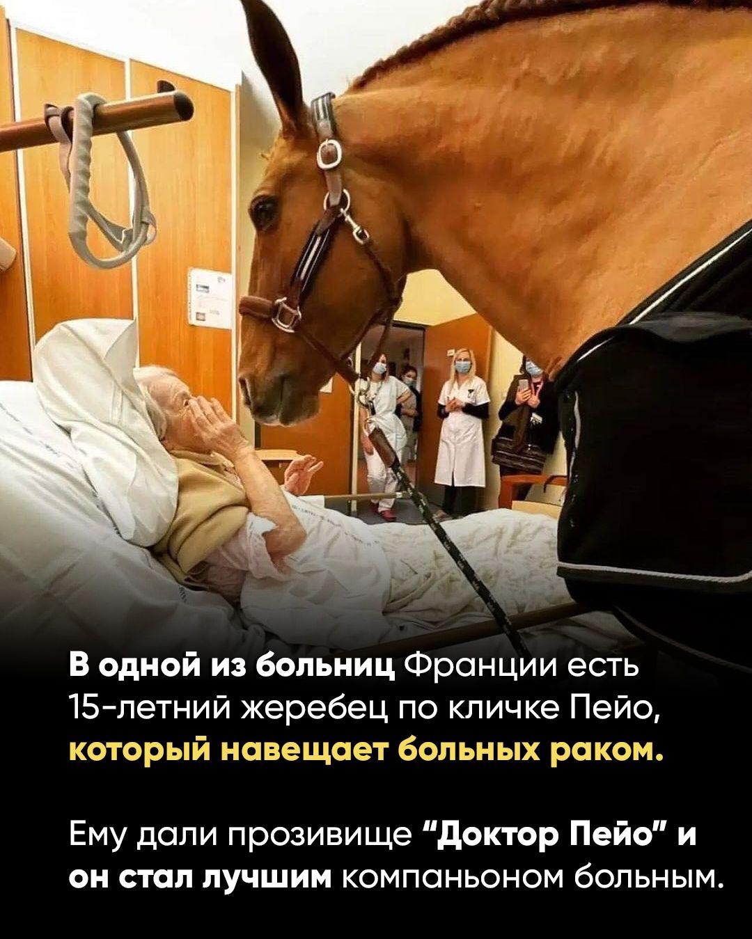 В одной из больниц Франции есть 15-летний жеребец по кличке Пейо, который навещает больных раком. Ему дали прозвище “Доктор Пейо” и он стал лучшим компаньоном больным.