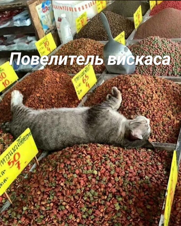 Повелитель вискаса