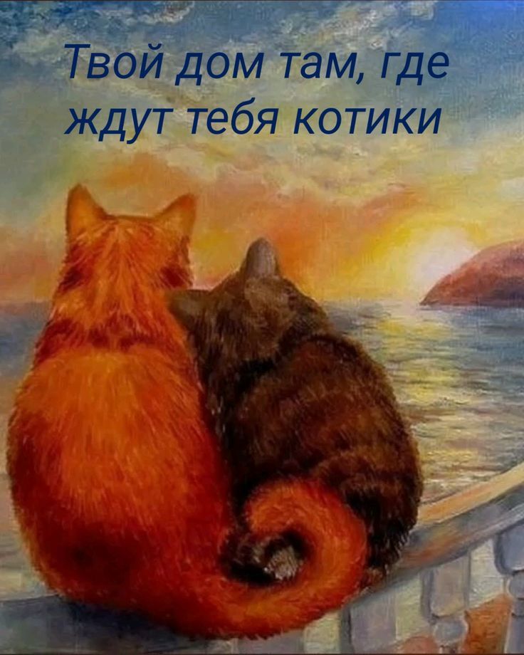 Твой дом там, где ждут тебя котики