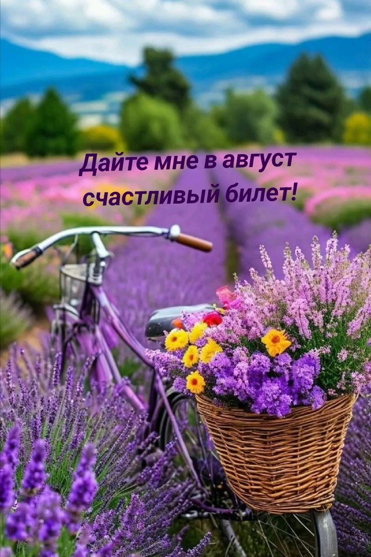 Дайте мне в август счастливый билет!