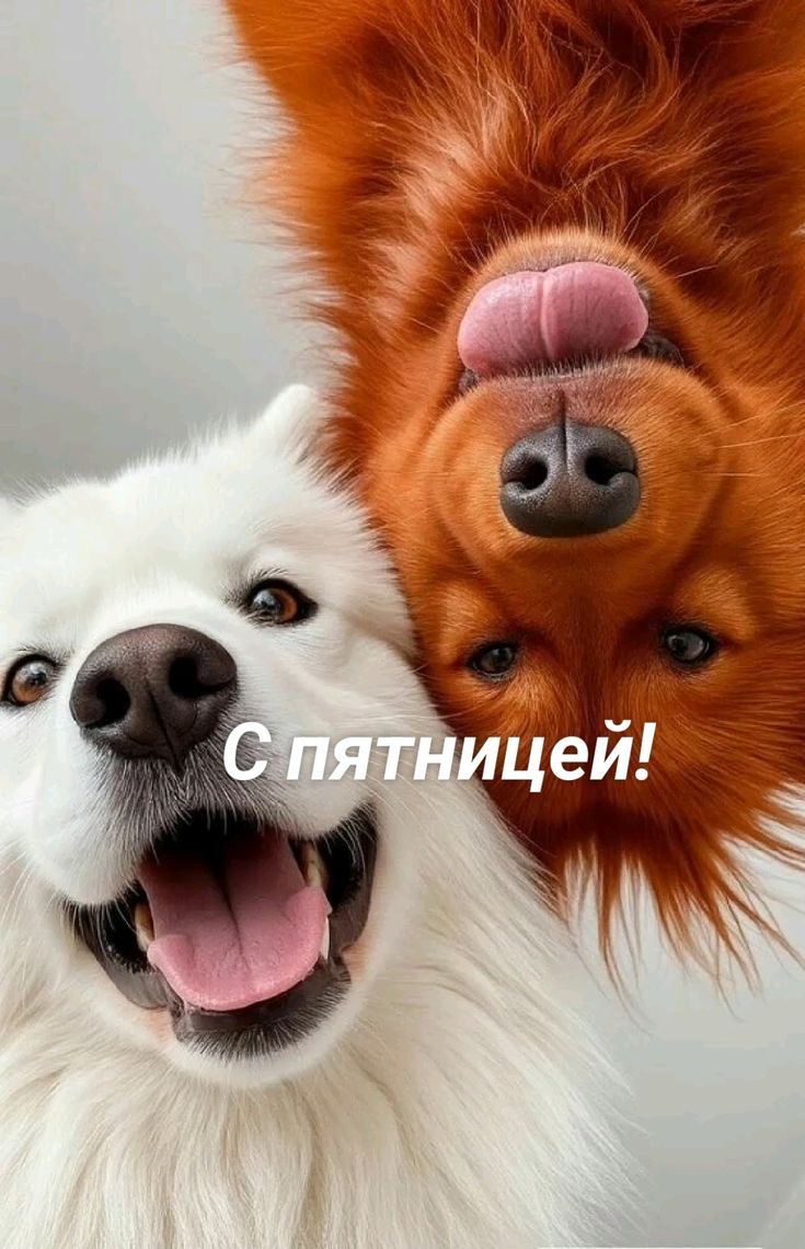С пятницей!