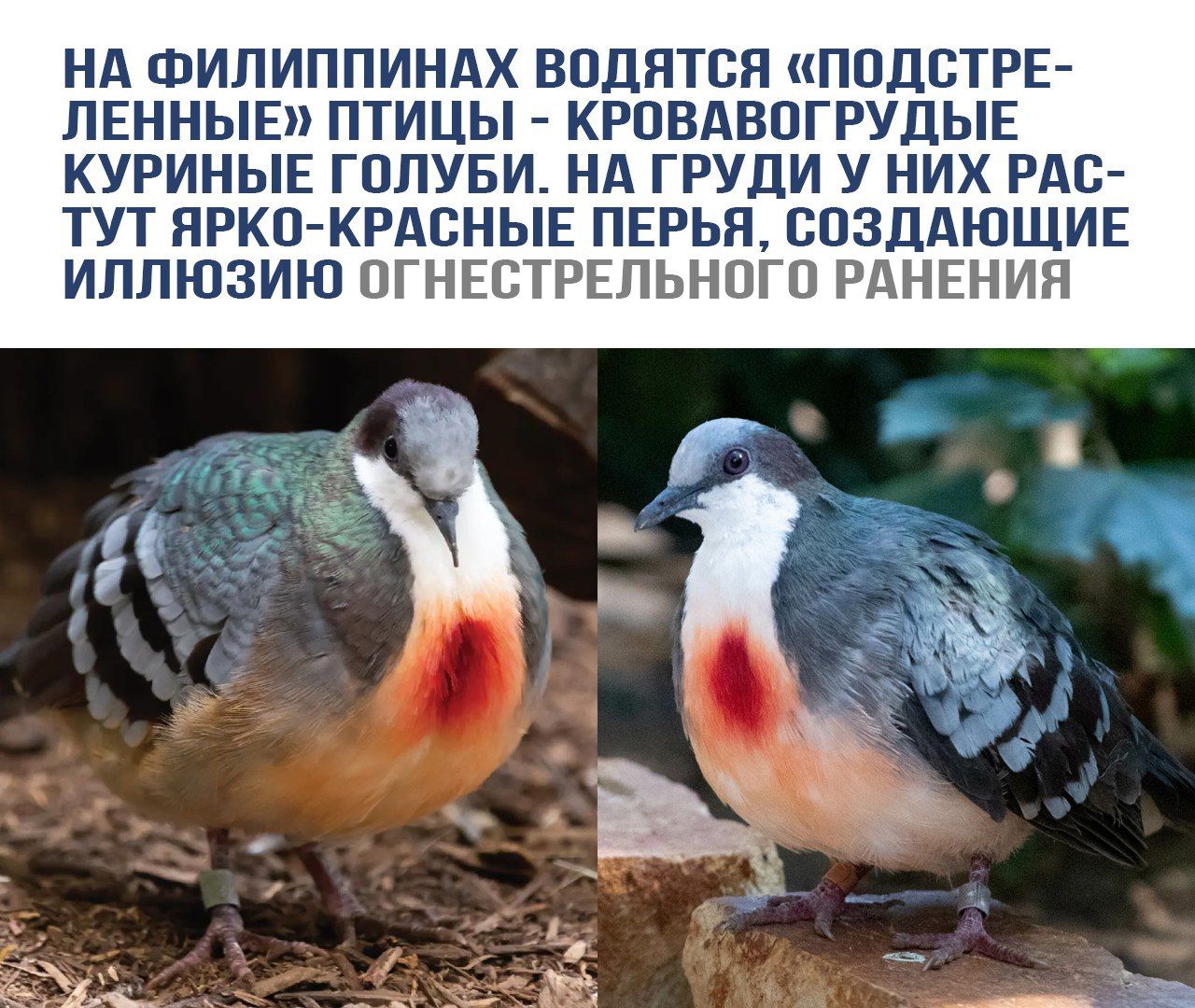 НА ФИЛИППИНАХ ВОДЯТСЯ «ПОДСТРЕЛЕННЫЕ» ПТИЦЫ - КРОВАБОГРУДЫЕ КУРИНЫЕ ГОЛУБЫ. НА ГРУДИ У НИХ РАСТУТ ЯРКО-КРАСНЫЕ ПЕРЬЯ, СОЗДАЮЩИЕ ИЛЛЮЗИЮ ОГНЕСТРЕЛЬНОГО РАНЕНИЯ.