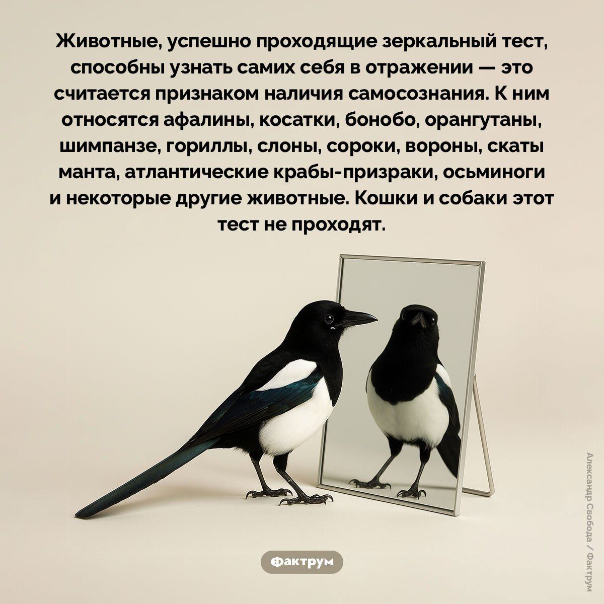Животные, успешно проходящие зеркальный тест, способные узнать самих себя в отражении — это считается признаком наличия самосознания. К ним относятся афалины, косатики, бонобо, орангутанги, шимпанзе, гориллы, слоны, сороки, вороны, скаты манта, атлантические крабы-призраки, осьминоги и некоторые другие животные. Кошки и собаки этот тест не проходят.