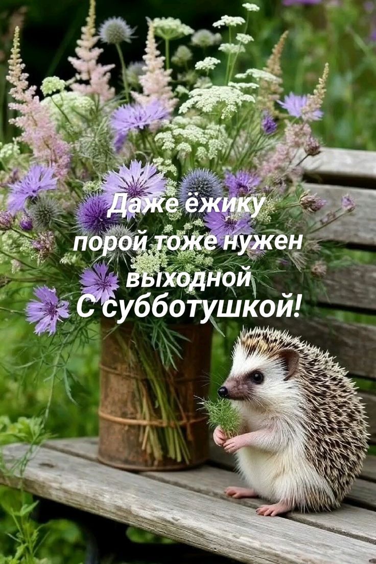 Даже ёжику порой тоже нужен выходной С субботушкой!