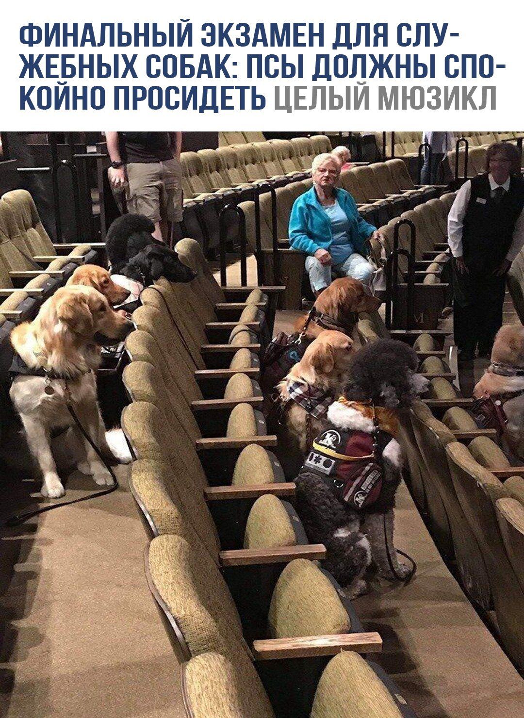 ФИНАЛЬНЫЙ ЭКЗАМЕН ДЛЯ СЛУЖЕБНЫХ СОБАК: ПСЫ ДОЛЖНЫ СПОКОЙНО ПРОСИДЕТЬ ЦЕЛЫЙ МЮЗИКЛ