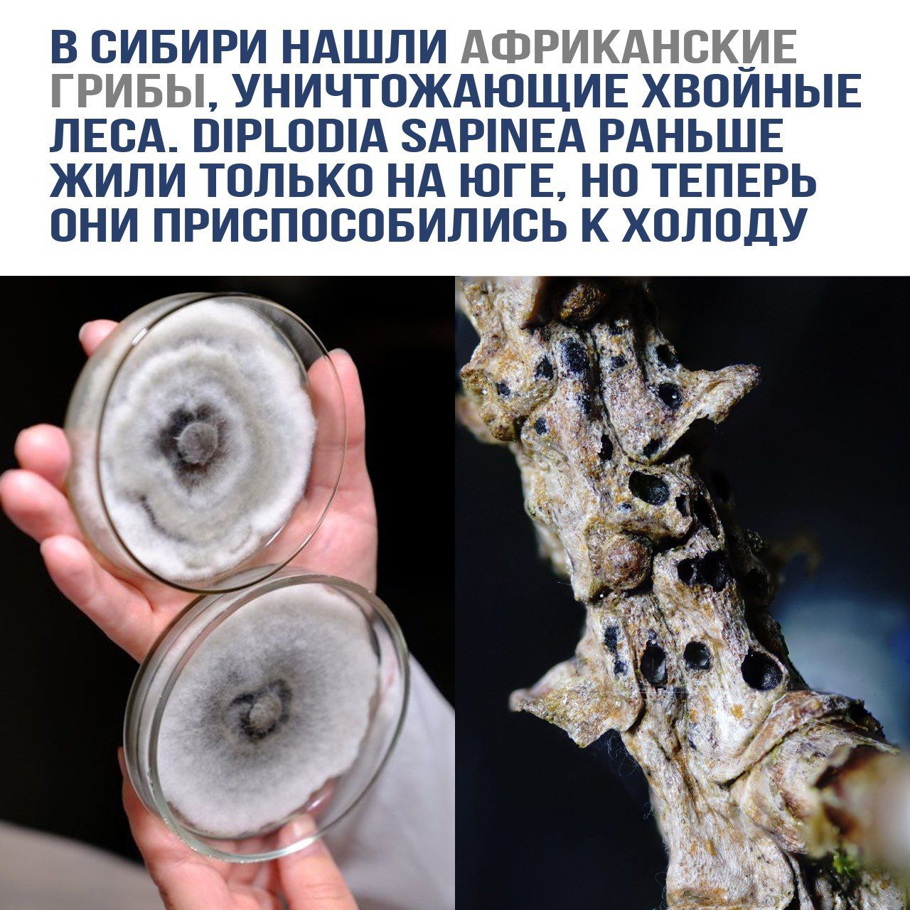В Сибири нашли африканские грибы, уничтожающие хвойные леса. Diplodia sapinea раньше жили только на юге, но теперь они приспособились к холоду.
