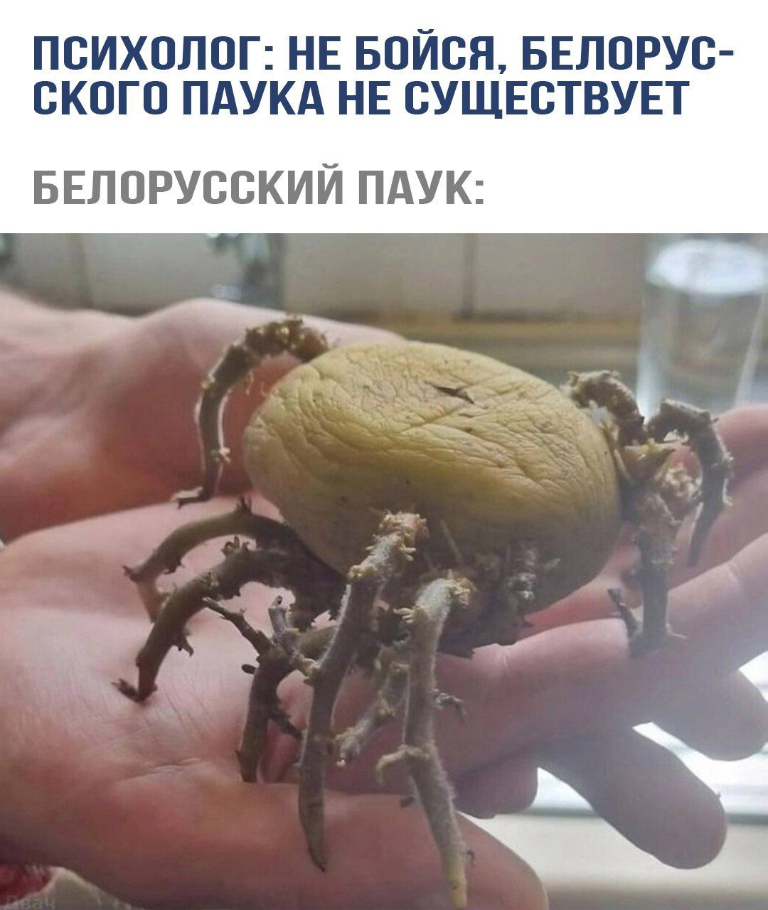 ПСИХОЛОГ: НЕ БОЙСЯ, БЕЛОРУССКОГО ПАУКА НЕ СУЩЕСТВУЕТ
БЕЛОРУССКИЙ ПАУК: