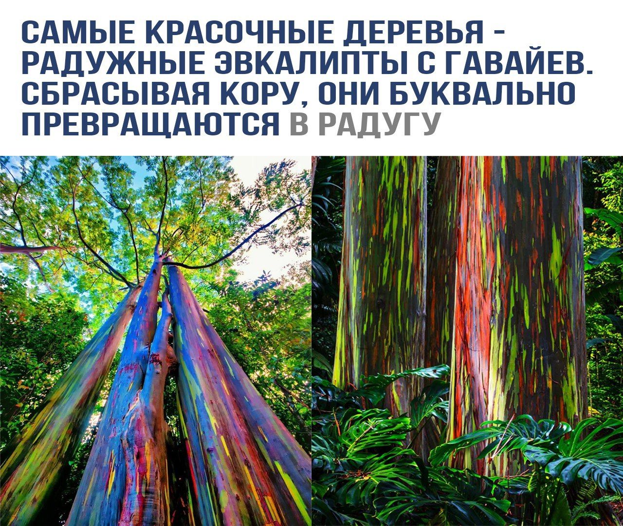 САМЫЕ КРАСОЧНЫЕ ДЕРЕВЬЯ - РАДУЖНЫЕ ЭВКАЛИПТЫ С ГАВАЙЕВ. СБРАСЫВАЯ КОРУ, ОНИ БУКВАЛЬНО ПРЕВРАЩАЮТСЯ В РАДУГУ