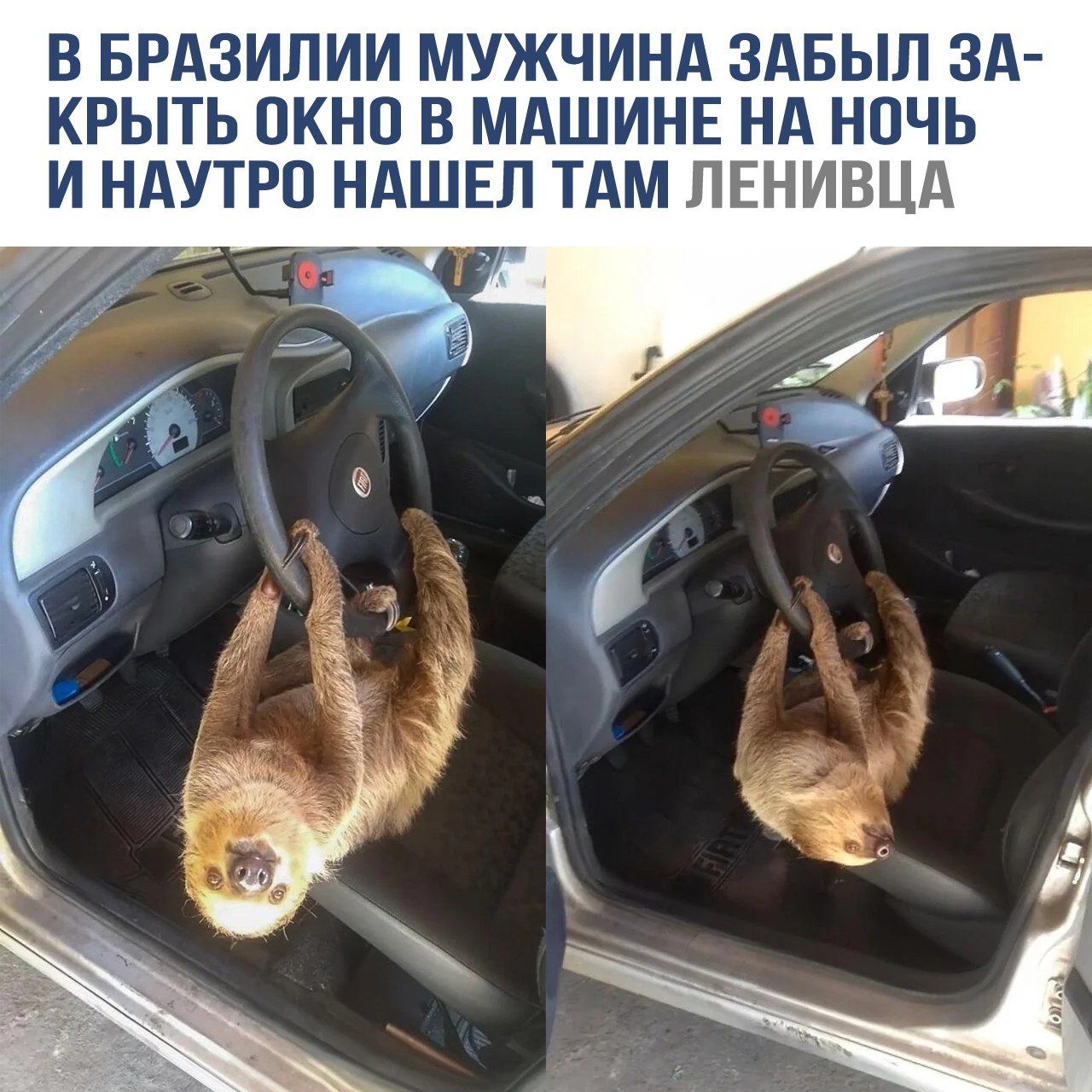 В Бразилии мужчина забыл закрыть окно в машине на ночь и натур нашел там ленивца.