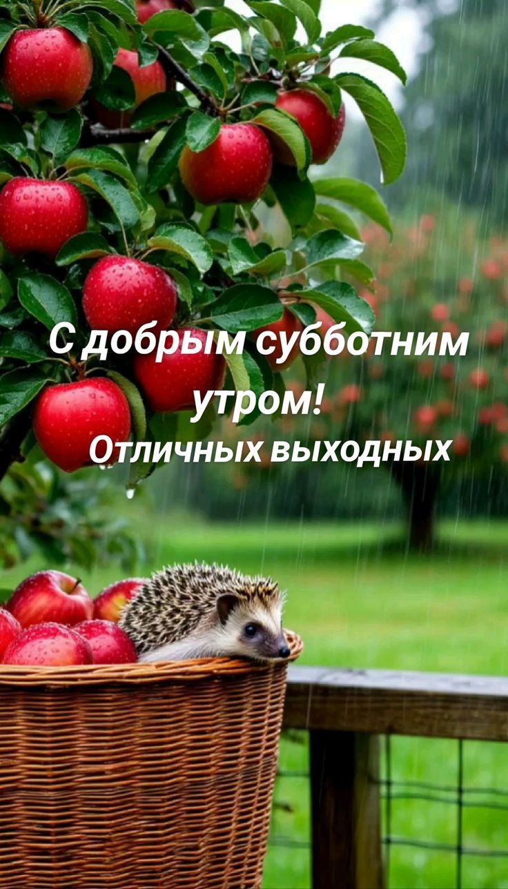 С добрым субботним утром! Отличных выходных