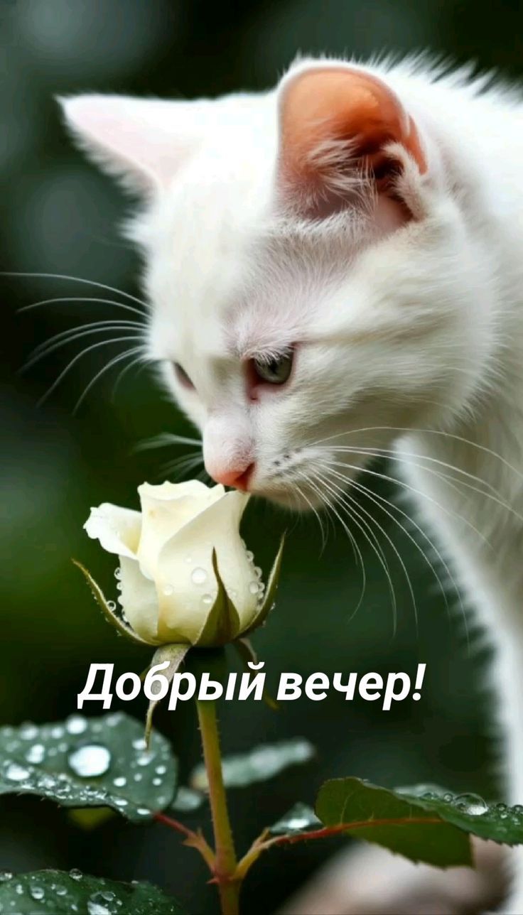 Добрый вечер!