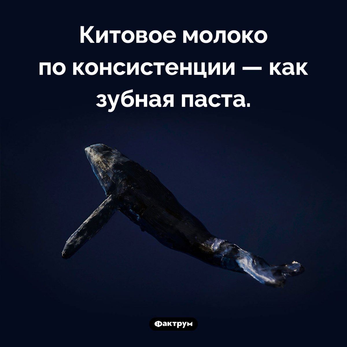 Китовое молоко по консистенции — как зубная паста.