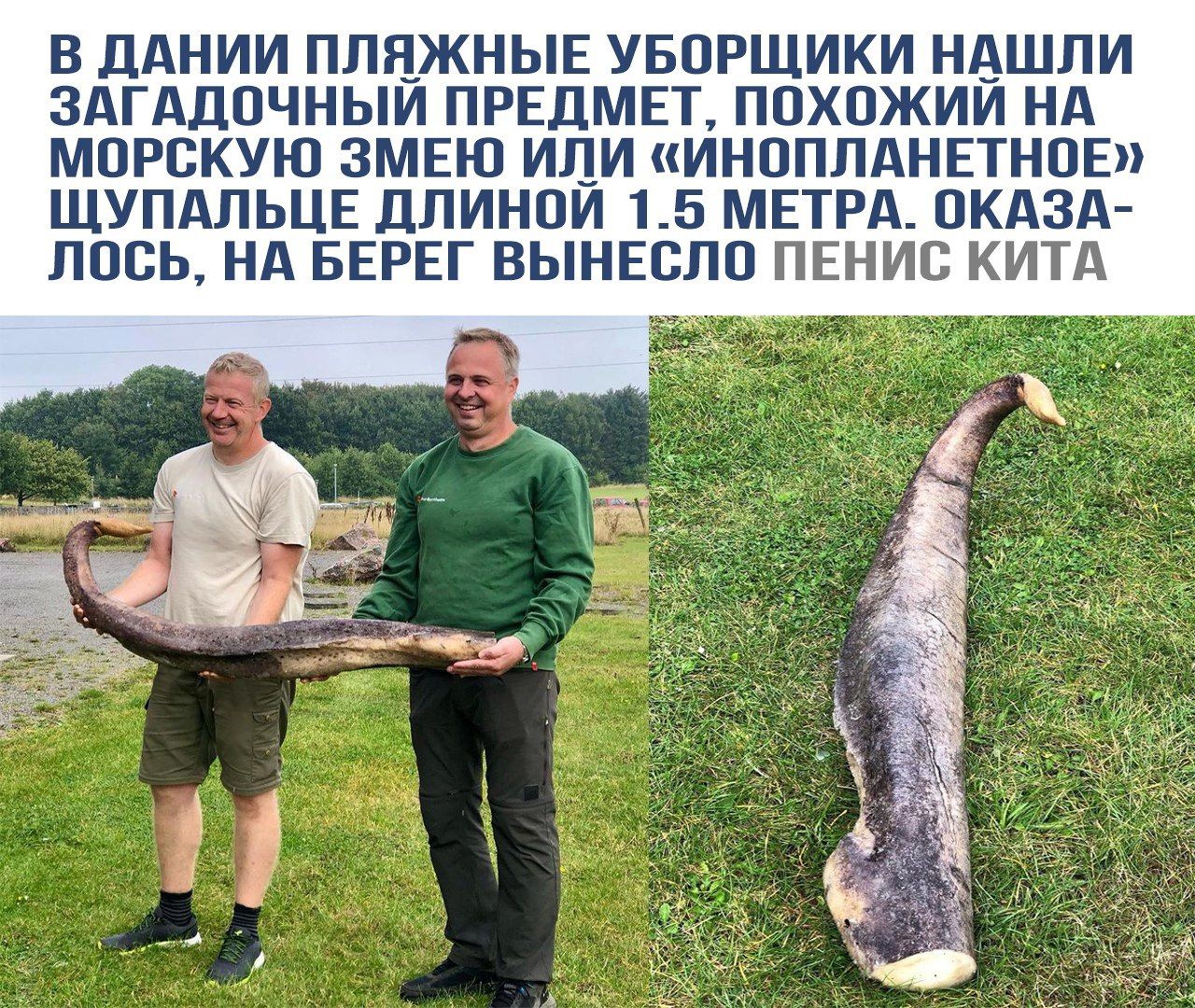 В ДАНИИ ПЛЯЖНЫЕ УБОРЩИЦЫ НАШЛИ ЗАГАДОЧНЫЙ ПРЕДМЕТ, ПОХОЖИЙ НА МОРСКУЮ ЗМЕЮ ИЛИ «ИНОПЛАНЕТНОЕ» ЩУПАЛЬЦЕ ДЛИНОЙ 1.5 МЕТРА. ОКАЗАЛОСЬ, НА БЕРЕГ ВЫНЕСЛО ПЕНИС КИТА