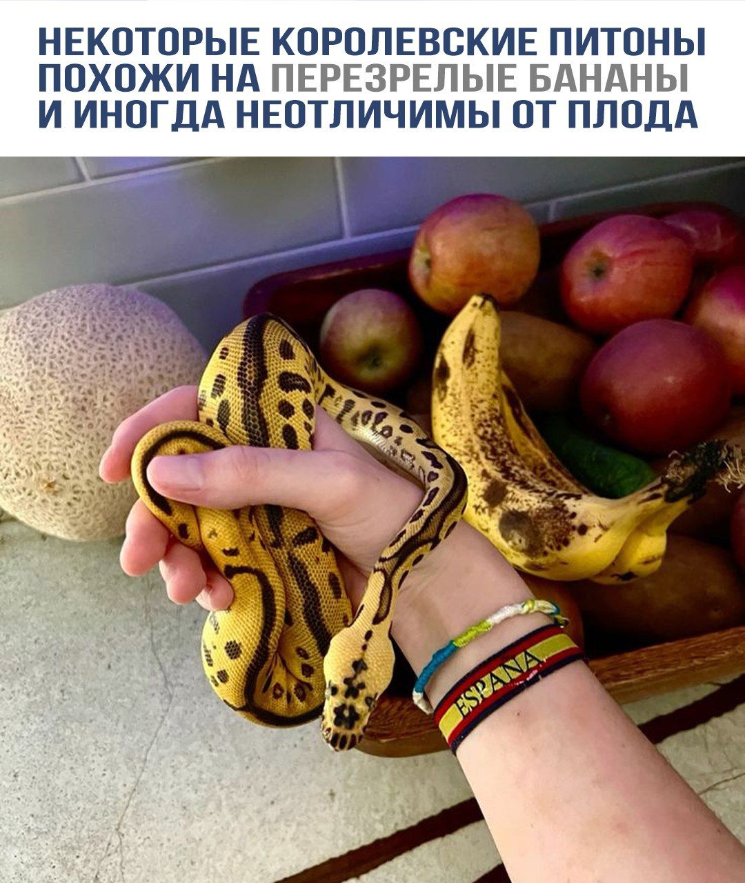 Некоторые королевские питоны похожи на перезрелые бананы и иногда неотличимы от плода.