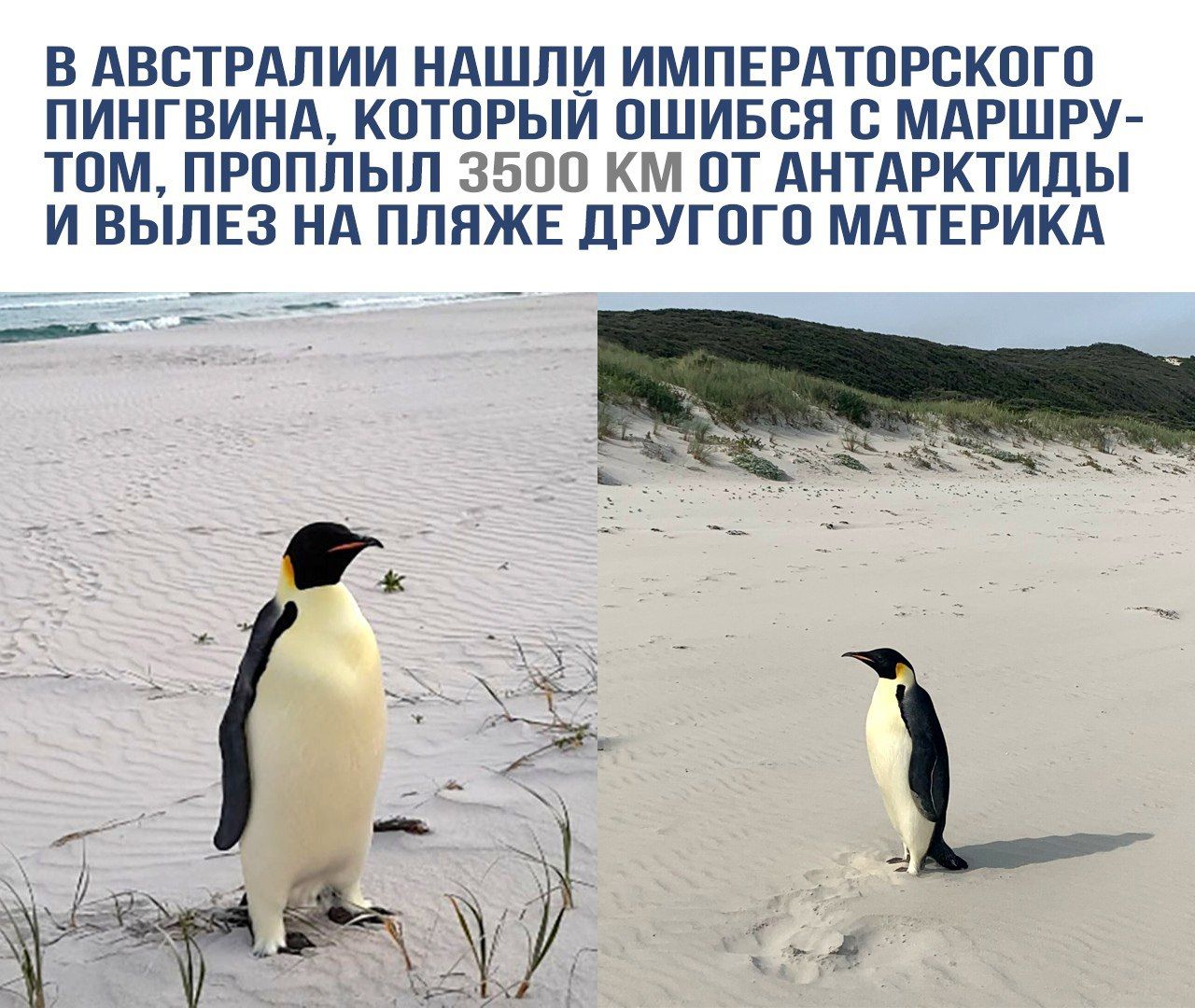 В Австралии нашли императорского пингвина, который ошибся с маршрутом, проплыв 3500 км от Антарктиды и вылез на пляже другого материка.