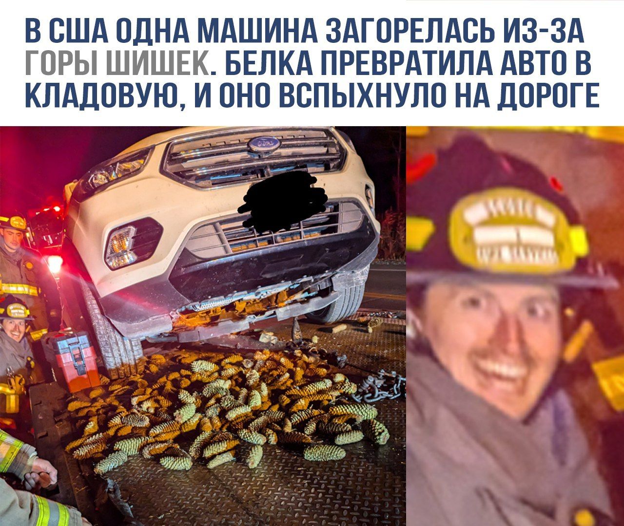 В США одна машина загорелась из-за горы шишек. Белка превратила авто в кладовую, и оно вспыхнуло на дороге.