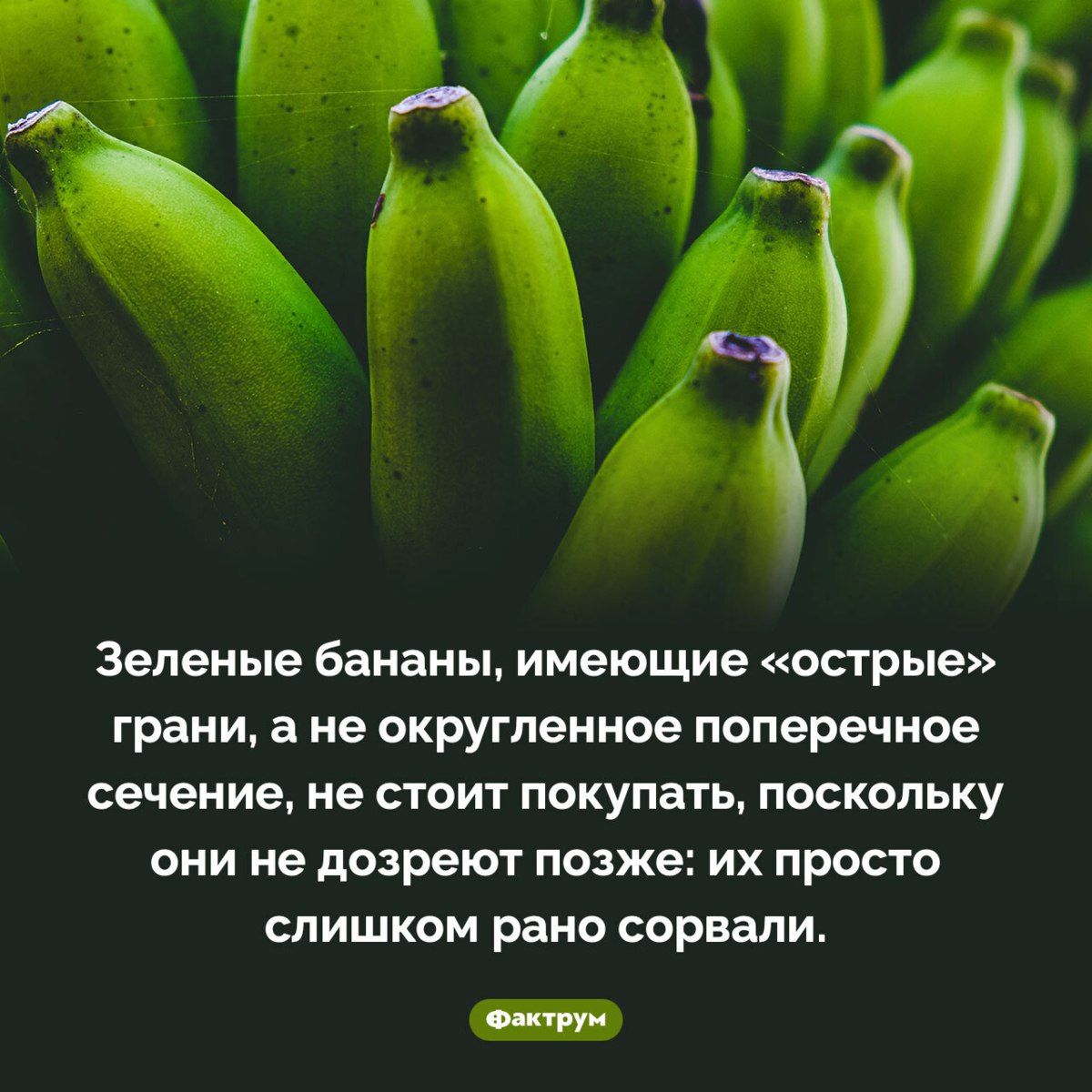 Зеленые бананы, имеющие «острые» грани, а не округлёное поперечное сечение, не стоит покупать, поскольку они не дозреют позже: их просто слишком рано сорвали.