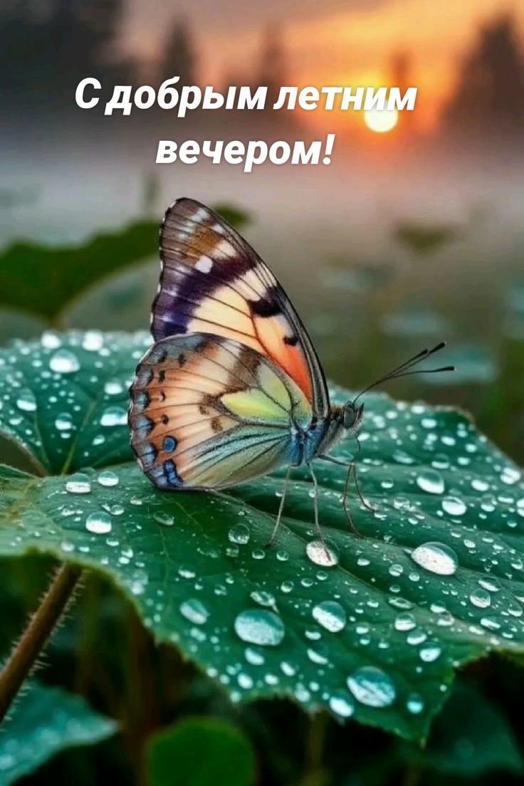 С добрым летним вечером!