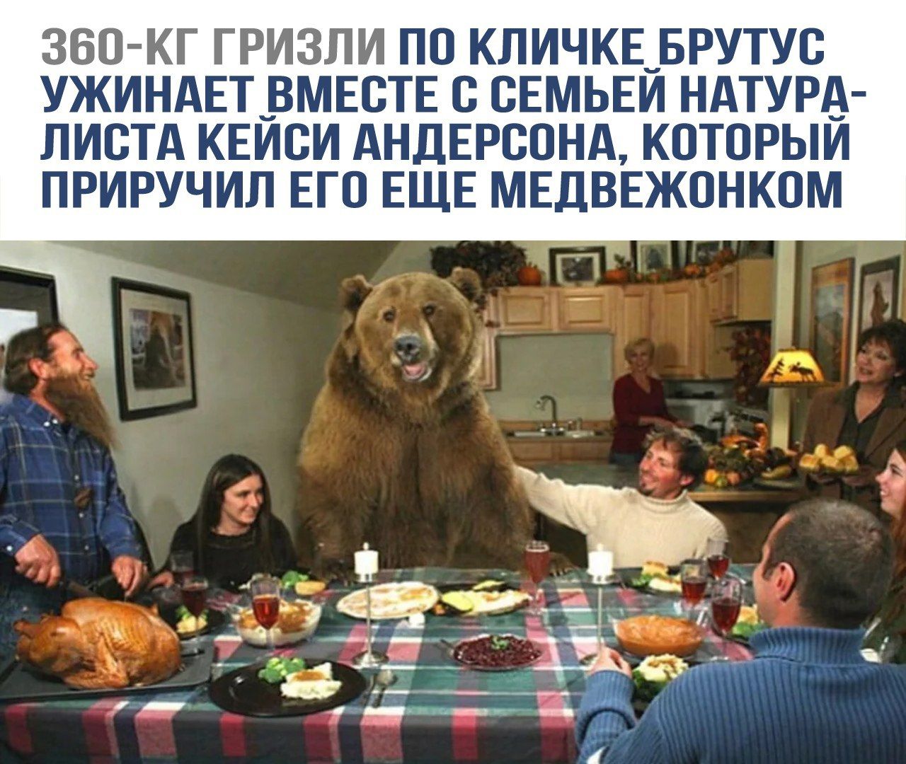 360-КГ ГРИЗЛИ ПО КЛИЧКЕ БРУТУС УЖИНАЕТ ВМЕСТЕ С СЕМЬЁЙ НАТУРАЛИСТА КЕЙСИ АНДЕРСОНА, КОТОРЫЙ ПРИРУЧИЛ ЕГО ЕСЛИ МЕДВЕЖОНКОМ