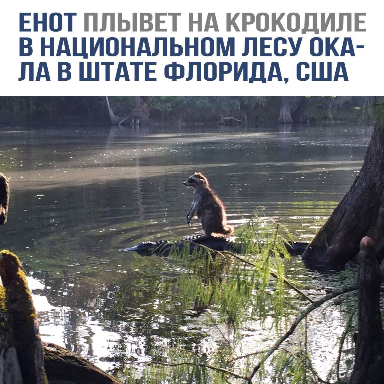 Енот плывет на крокодиле в национальном лесу Окала в штате Флорида, США