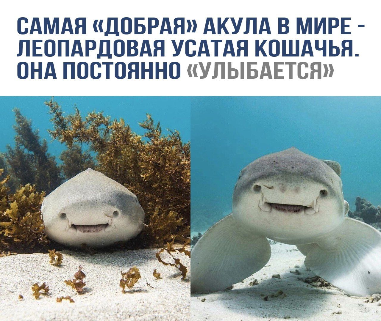 САМАЯ «ДОБРАЯ» АКУЛА В МИРЕ - ЛЕОПАРДОВАЯ УСАТАЯ КОШАЧЬЯ. ОНА ПОСТОЯННО «УЛЫБАЕТСЯ».