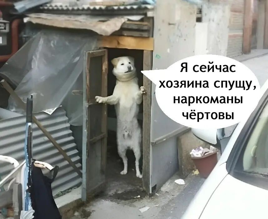Я сейчас хозяина спущу, наркоманы чёртовы