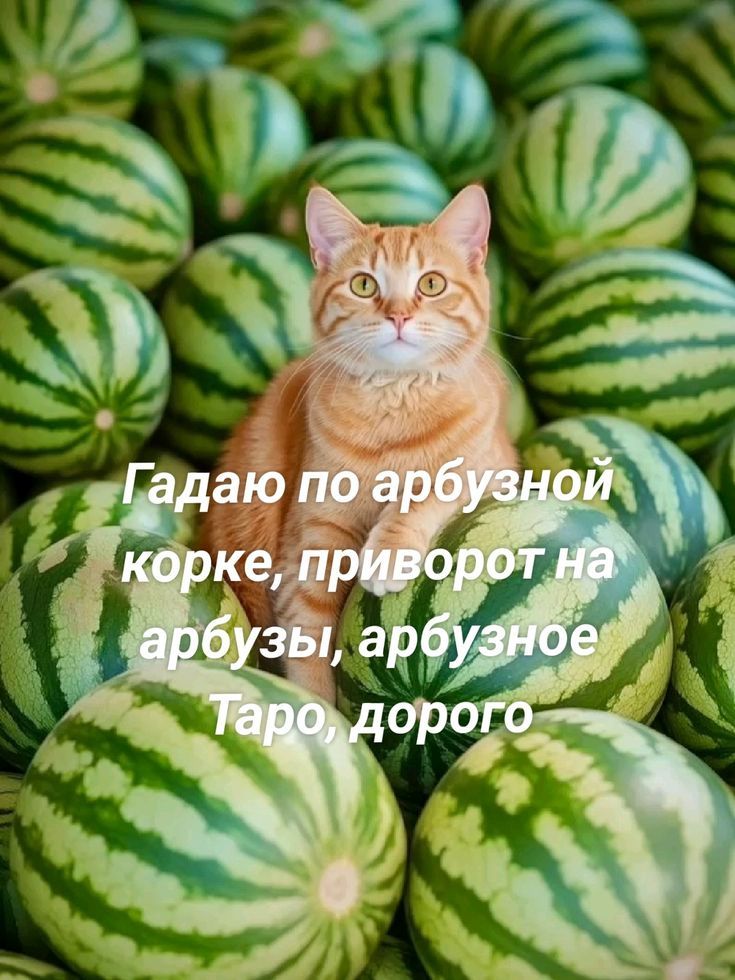 Гадаю по арбузной корке, приворот на арбузы, арбузное Таро, дорого