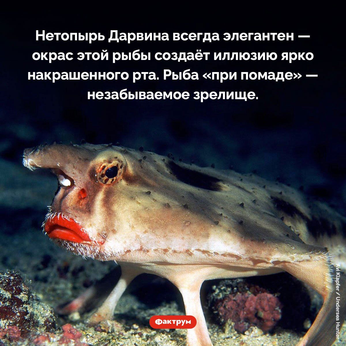 Нетофырь Дарвина всегда элегантен — окрас этой рыбы создаёт иллюзию ярко накрашенного рта. Рыба «при помаде» — незабываемое зрелище.