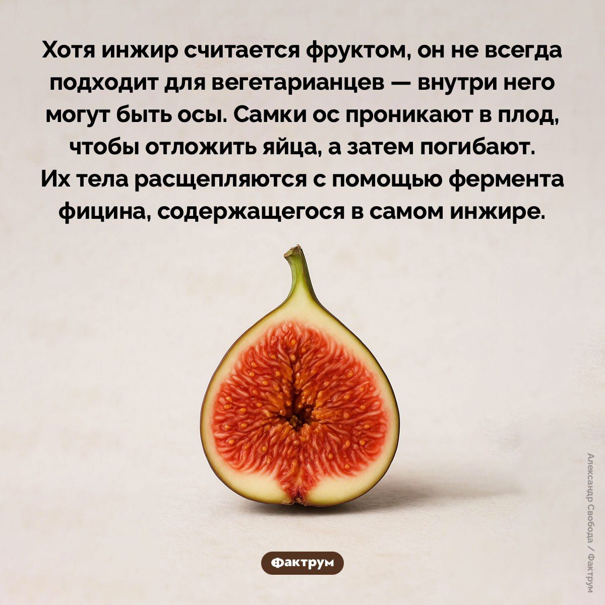 Хотя инжир считается фруктом, он не всегда подходит для вегетарианцев — внутри него могут быть осы. Самки ос проникают в плод, чтобы отложить яйца, а затем погибают. Их тела расщепляются с помощью фермента фицина, содержащегося в самом инжире.