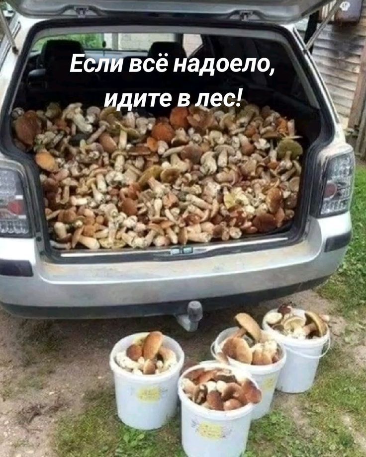 Если всё надоело, идите в лес!