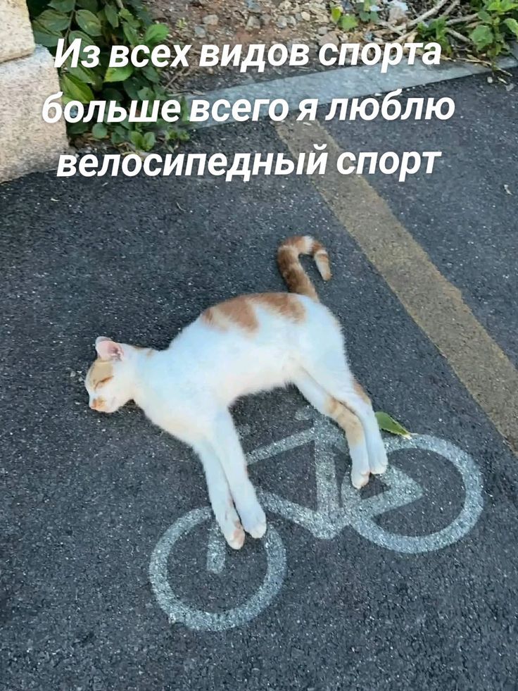 Из всех видов спорта больше всего я люблю велосипедный спорт