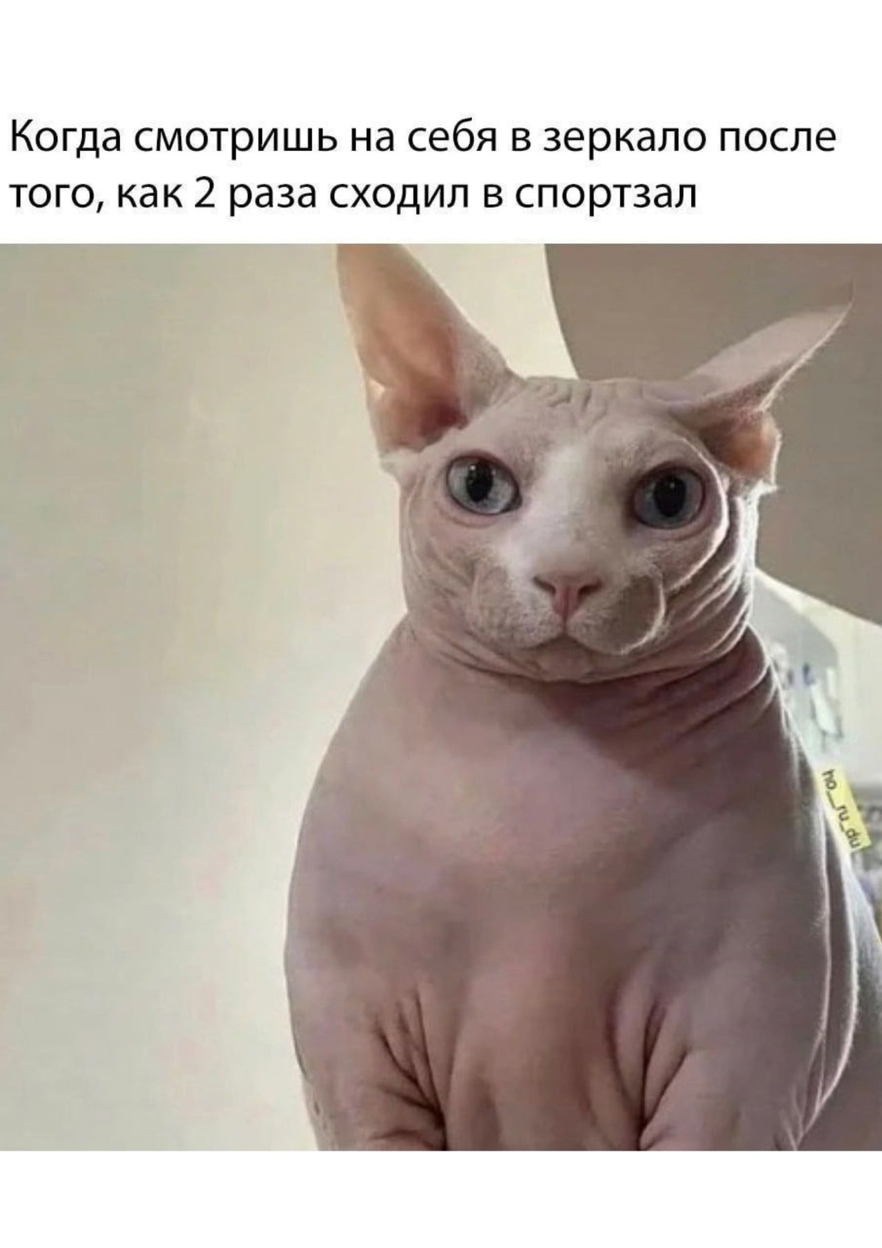 Когда смотришь на себя в зеркало после того, как 2 раза сходил в спортзал