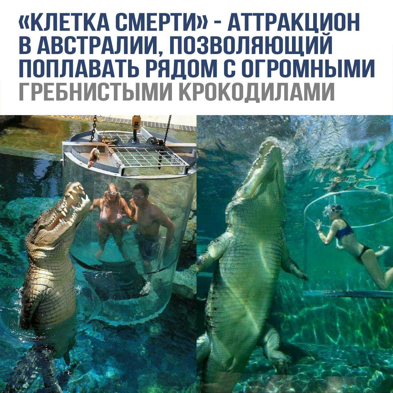 «КЛЕТКА СМЕРТИ» - АТТРАКЦИОН В АВСТРАЛИИ, ПОЗВОЛЯЮЩИЙ ПОПЛАВАТЬ РЯДОМ С ОГРОМНЫМИ ГРЕБНИСТЫМИ КРОКОДИЛАМИ