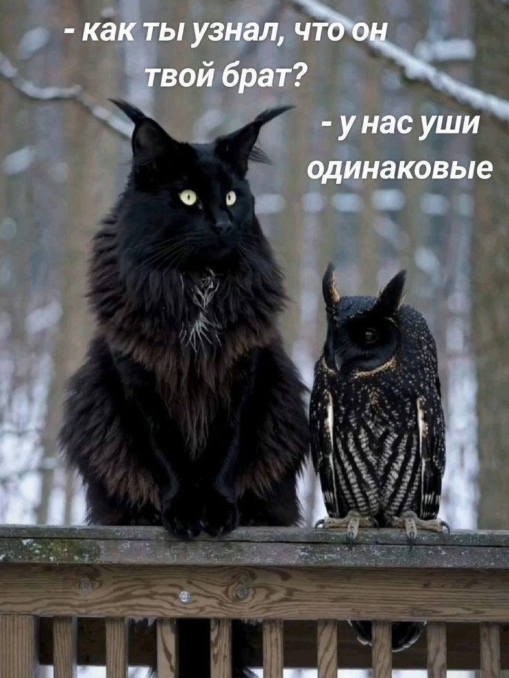 - как ты узнал, что он твой брат? - у нас уши одинаковые