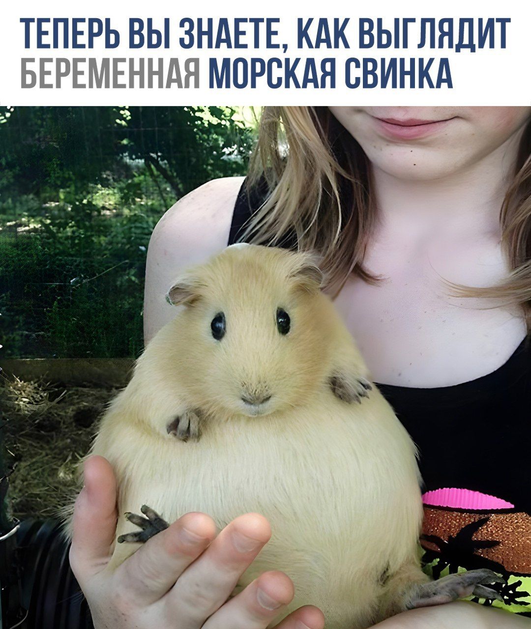 ТЕПЕРЬ ВЫ ЗНАЕТЕ, КАК ВЫГЛЯДИТ БЕРЕМЕННАЯ МОРСКАЯ СВИНКА