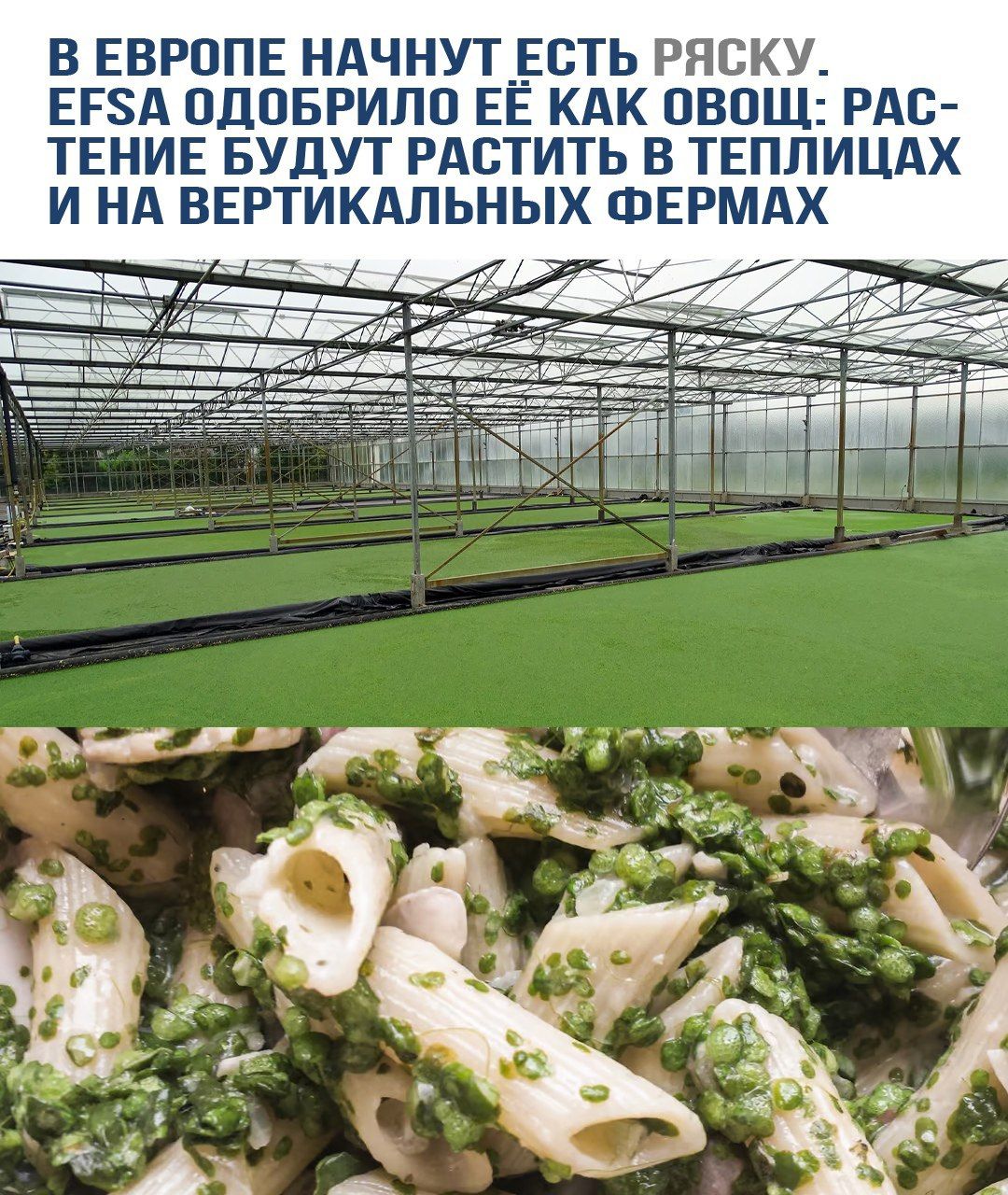 В Европе начнут есть РЯСКУ. EFSA одобрила её как овощ: РАСТЕНИЕ БУДУТ РАСТИТЬ В ТЕПЛИЦАХ И НА ВЕРТИКАЛЬНЫХ ФЕРМАХ