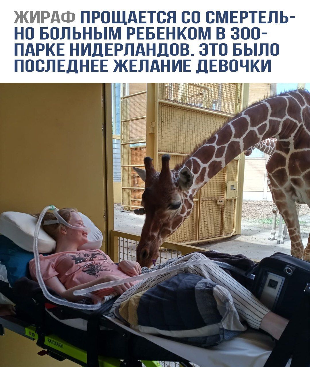 ЖИРАФ ПРОЩАЕТСЯ СО СМЕРТЕЛЬНО БОЛЬНЫМ РЕБЕНКОМ В ЗОО-ПАРКЕ НИДЕРЛАНДОВ. ЭТО БЫЛО ПОСЛЕДНЕЕ ЖЕЛАНИЕ ДЕВОЧКИ